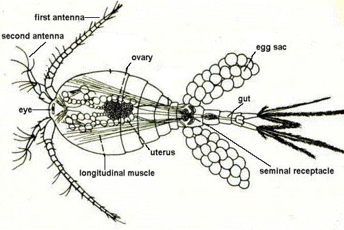 サイクロプス甲殻類の目の数